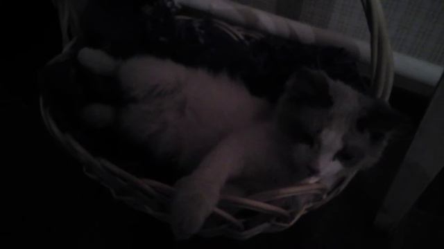 Регдолл Кузьма смотреть онлайн