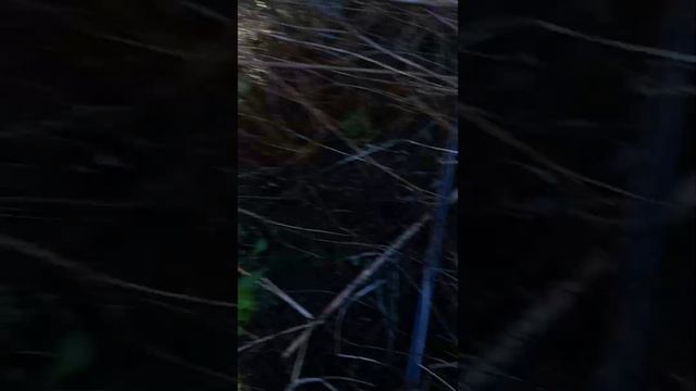 Спаржа. Підготовка до зими.Якщо є додаткові питання, задавайте #спаржа #аспарагус #asparagus смотреть онлайн