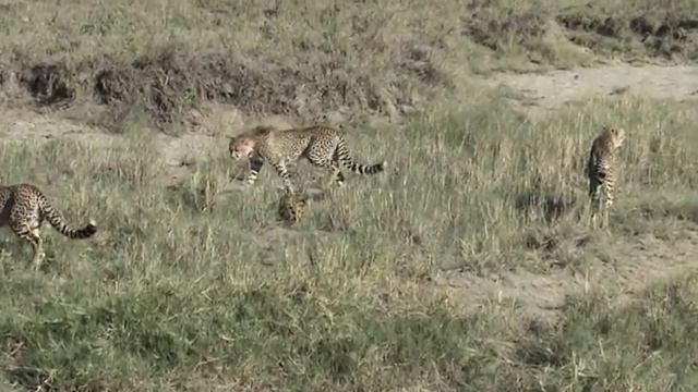 Serval Vs Cheetahs in Serengeti смотреть онлайн