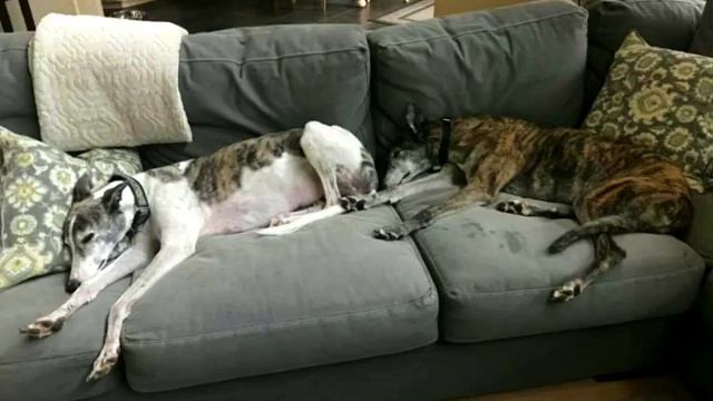 Rachel! смотреть онлайн