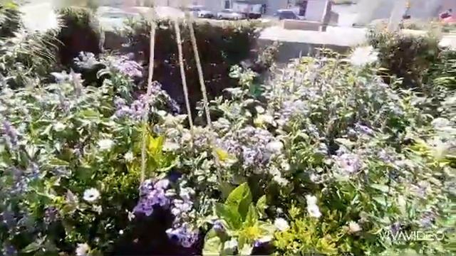 PINK/Purple Theme Garden