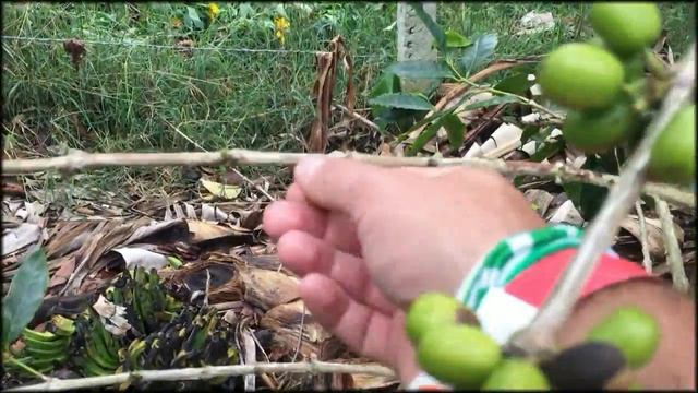 Salento, Colombia: The Coffee Region! смотреть онлайн
