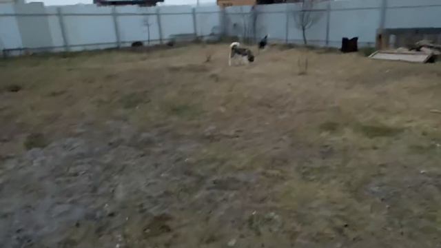 Алабай Чёрная Роза 🌹 всем привет 👋 хорошего настроения Всем. смотреть онлайн