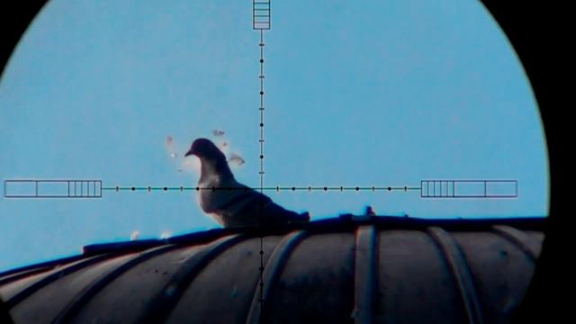 Охота с РСР винтовкой на лесного голубя смотреть онлайн