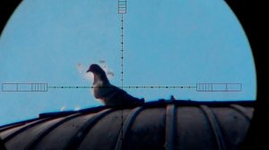 Охота с РСР винтовкой на  лесного голубя