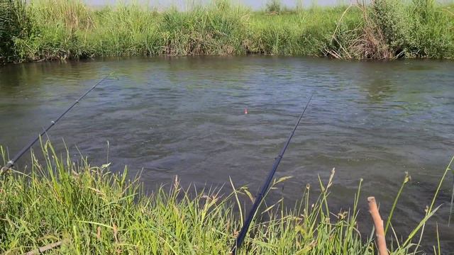 Рыбалка на сазана 2023 .Sazan ovi Oyim qishloq смотреть онлайн