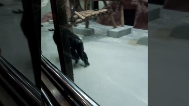 Наш любимчик, опять порадовал смотреть онлайн