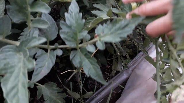 САМЫЙ ЛУЧШИЙ СОРТ ТОМАТОВ//ОБЗОР СОРТА ИЮНЬ 2019//ДЛЯ ОТКРЫТОГО ГРУНТА// смотреть онлайн