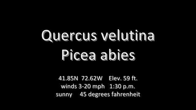 Quercus velutina & Picea abies Soundscape смотреть онлайн