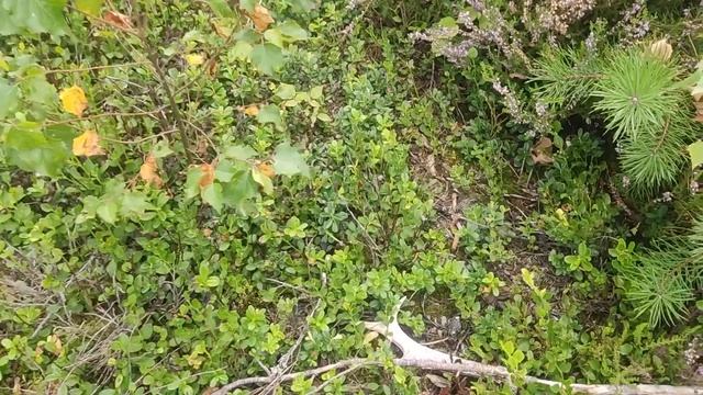 Рога косули. смотреть онлайн