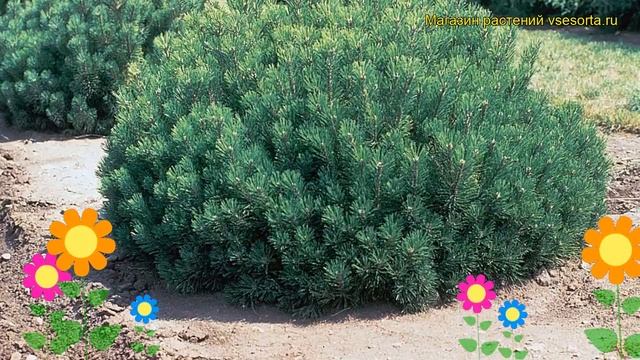 Сосна горная. Краткий обзор: Сосна горная описание характеристик, где купить саженцы pinus mugo смотреть онлайн