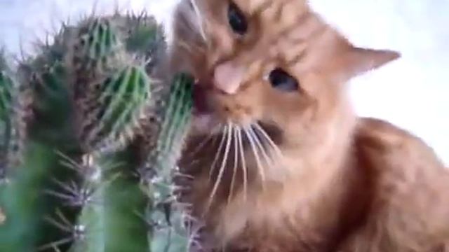 кот ест кактус cat eating cactus смотреть онлайн