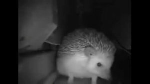 ёжик чихнул как атомный взрыв - мем про ежа