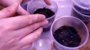 Сажаю декабрист из собственных семян. Попытка 3. Часть 2