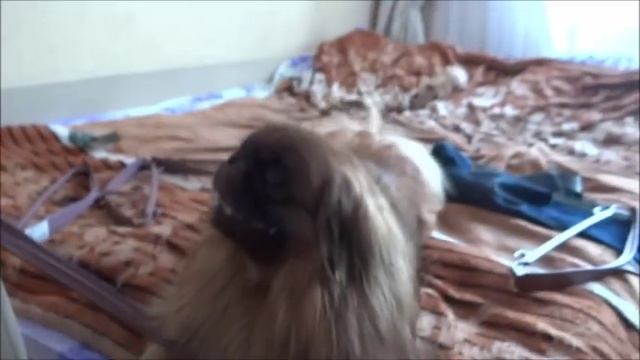 Пекинес защищает вешалки смотреть онлайн