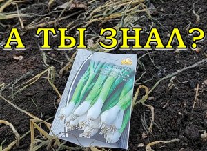 ЛУК-БАТУН: один раз посеял - и навсегда с зеленью???