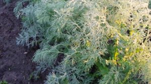 Бизнес на зелени . Укроп, кинза в промышленных масштабах.