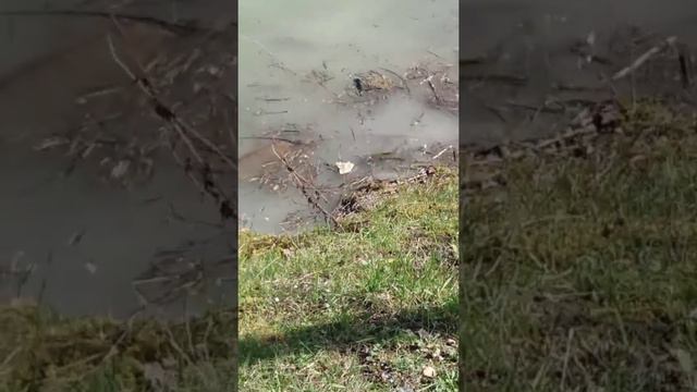 Голодные карпы выпрыгивают на берег смотреть онлайн