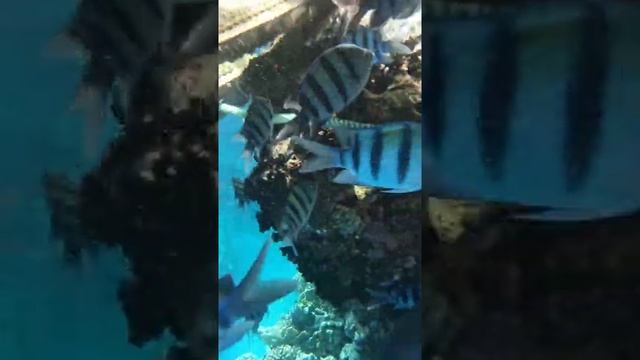 Риф отеля (2) JOLIE VILLE GOLF & RESORT 5*Шаркс Бей Шарм-Эль-Шейх Южный Синай Египет смотреть онлайн