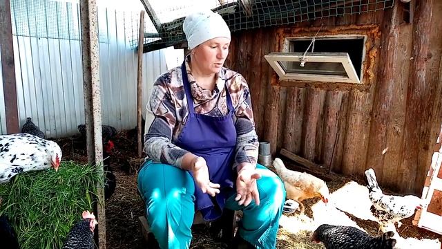 Почему у кур упала яйценоскость? Причины и решения. смотреть онлайн