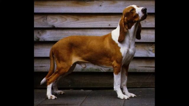 Большая испанская гончая смотреть онлайн