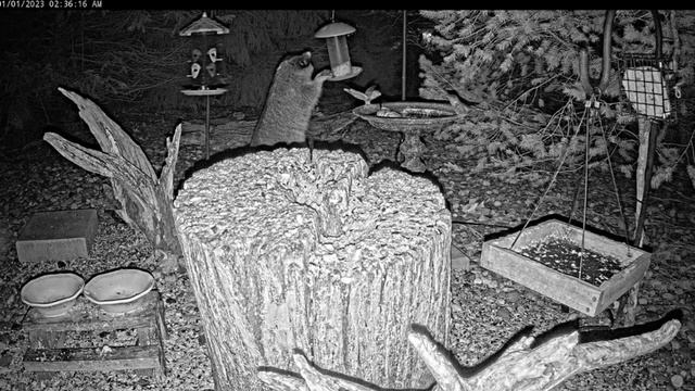 Енот : Опоздал,все съели#птицы,белки,животные#Северная Индиана.США смотреть онлайн