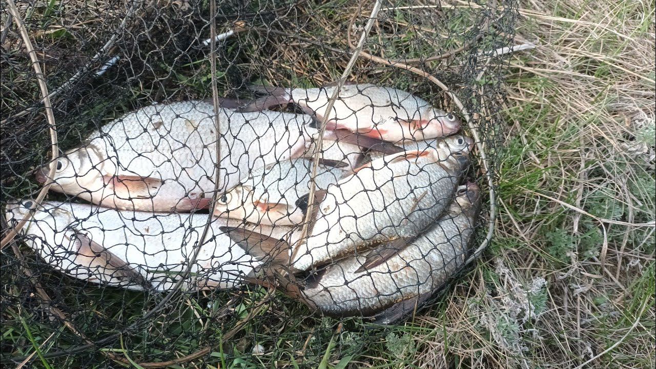 ГУСТЕРА , ПЛОТВА, ЧЕХОНЬ НА ФИДЕР В ШТОРМ. КЛЕЩИ АТАКУЮТ НАС. НАШЛИ КЛЕВОЕ МЕСТО смотреть онлайн