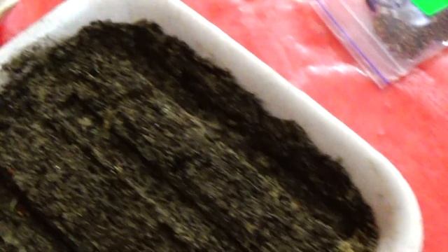 Как вырастить клубнику из семян! Ч.1 Посев. смотреть онлайн