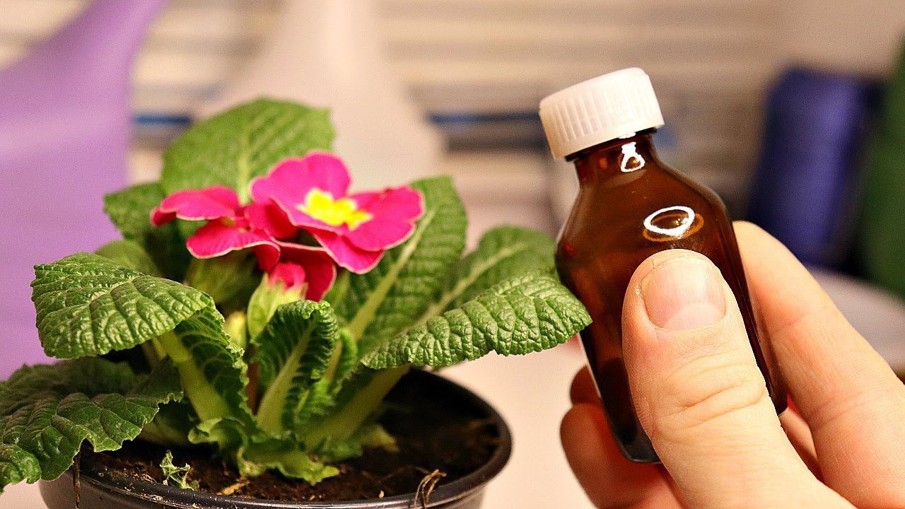 Сделайте это с домашней примулой весной! Подкормка и уход за примулой весной в марте апреле мае! смотреть онлайн