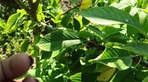 Черешня Фатеж!!! Ранний сорт красно-оранжевого цвета. Скороплодный.