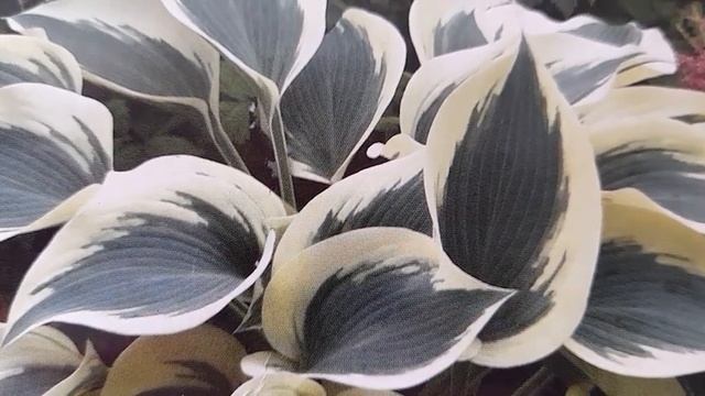 #hosta #BlueIvory #хоста /  Хоста гибридная  Блу Айвори ( лат. Hosta Blue Ivory). Достоинства хосты