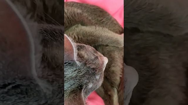 Сопит моя Дианочка в своей чудесной колыбельке🥰 смотреть онлайн