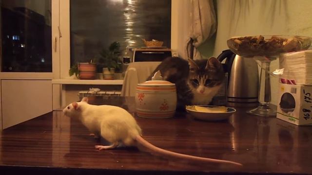 Тигр с козлом дружит? А я дружу с кошкой! смотреть онлайн