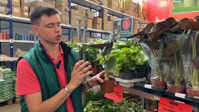 Фантастические гранаты в новой поставке в Гринвилль!