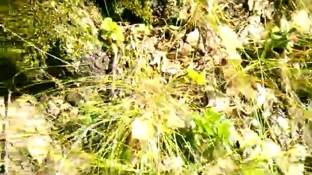 Брусника лесная ягода-листья брусники смотреть онлайн