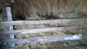 Почему бараны (овцы) плохо едят сено в сарае, решение проблемы.