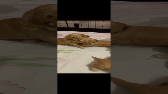 27-10-2023 щенки спаниель смотреть онлайн