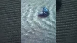 Спаривание майского жука и жабы