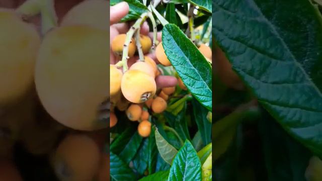 How to Grow Loquats from Seed-How to Grow Loquat Trees-Tree Florida смотреть онлайн