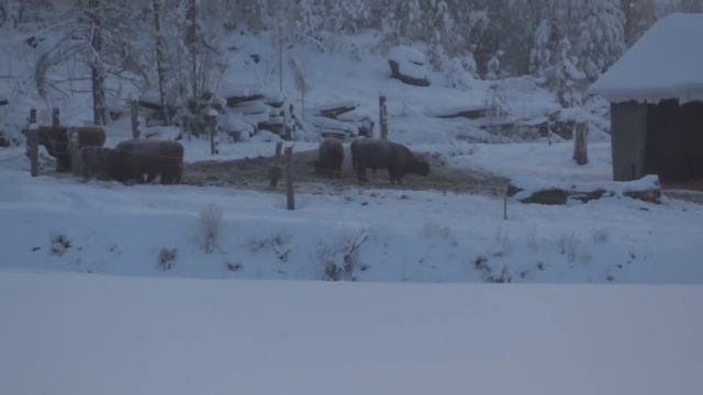 Kameran ja muistikortin pakkastesti (-29) смотреть онлайн