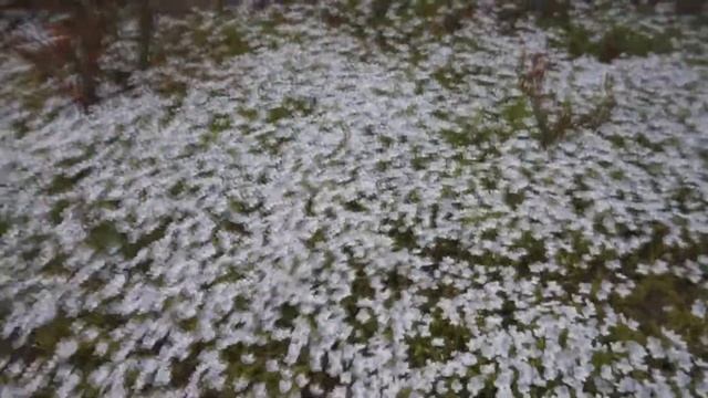 Вероника ползучая и спирея японская голден принцесс смотреть онлайн