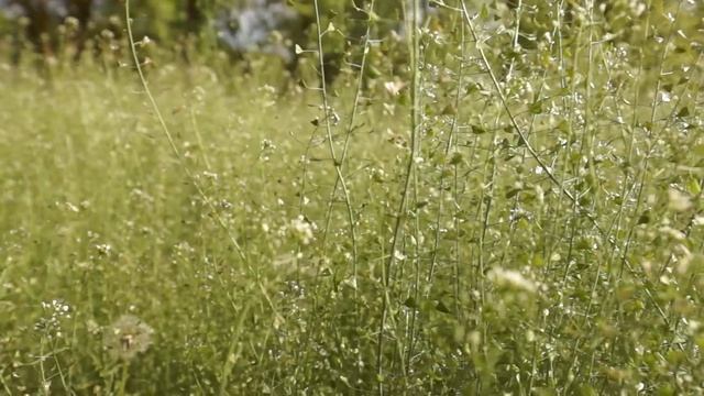 Семейная прогулка 5.05.2016 смотреть онлайн