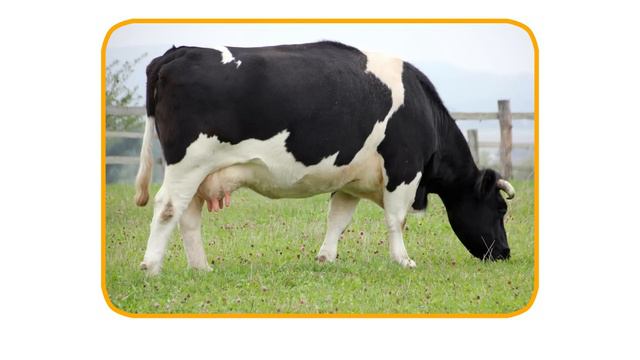 Club Baboo | The Animal Alphabet | Learn The ABC With Baboo's Cartoon Animals