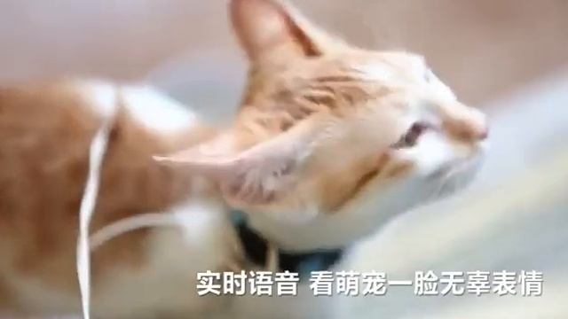 IT камера ROBOT смотреть онлайн