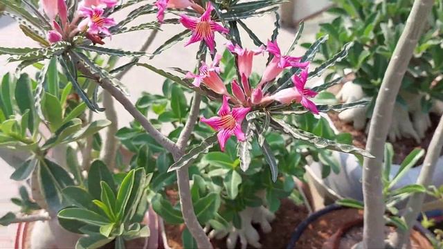 Adenium Crispum Bloom 😘😘😍