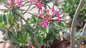 adenium crispum bloom 😘😘😍