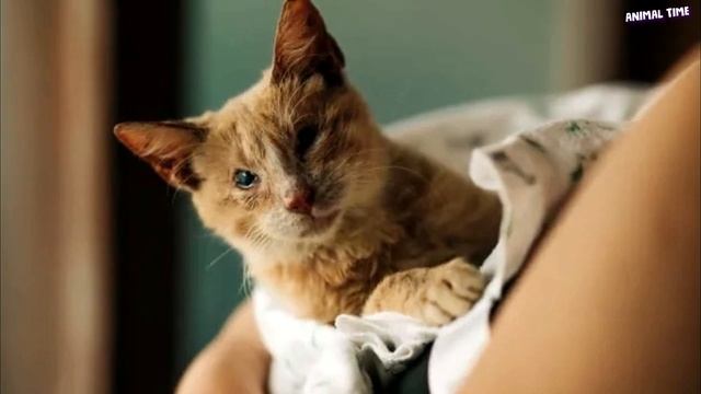 Он подполз к ней и ДРОЖАЛ, как будто она была его единственной и ПОСЛЕДНЕЙ надеждой... смотреть онлайн