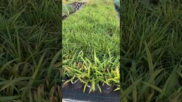 САМЫЕ КРАСИВЫЕ И ТРЕНДОВЫЕ ЗЛАКИ смотреть онлайн