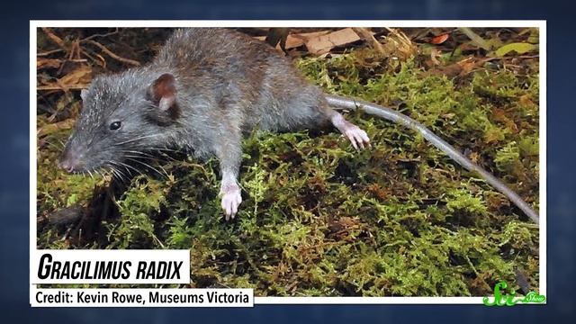 6 of the Coolest New Species Discovered in the Last Year смотреть онлайн