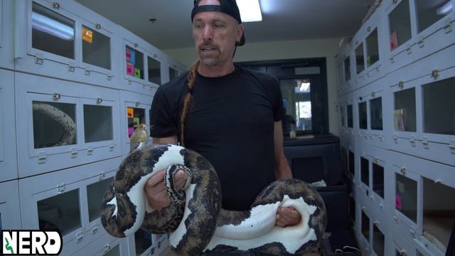 Piebald Reticulated Pythons - Aggressive? смотреть онлайн